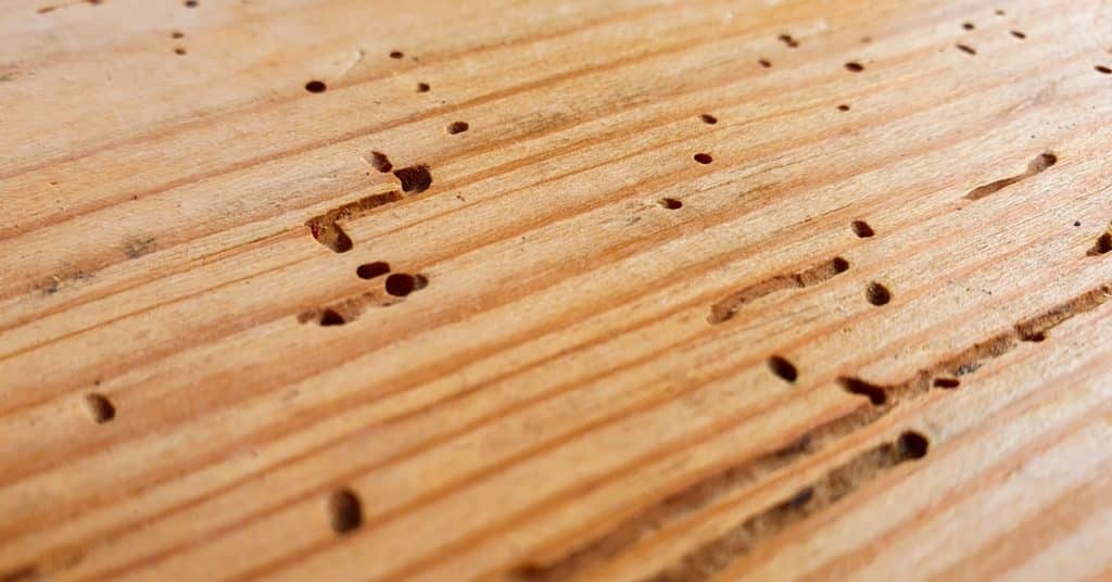 imagem de madeira afectada por caruncho